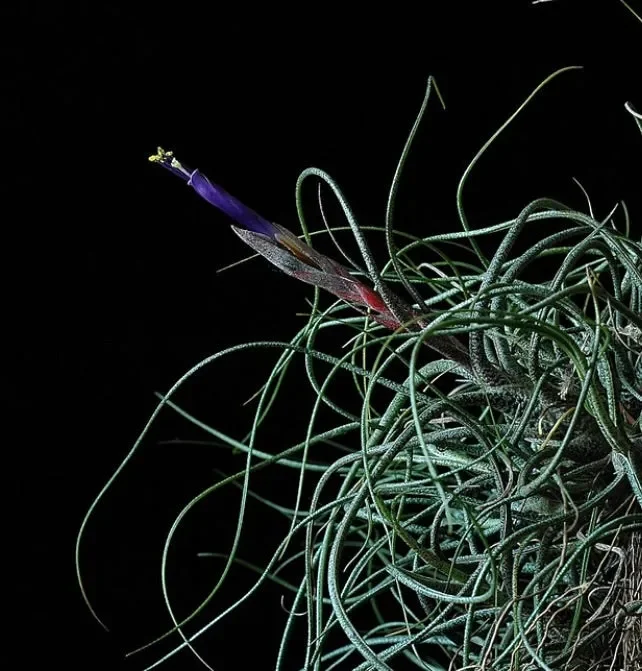 Tillandsia butzii 5-10cm Moda