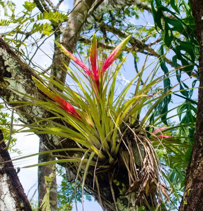 Tillandsia fasciculata