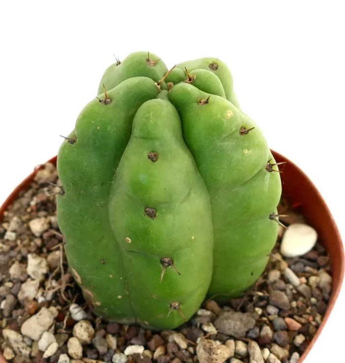 Trichocereus pachanoi FORM KIKKO - immagine 2