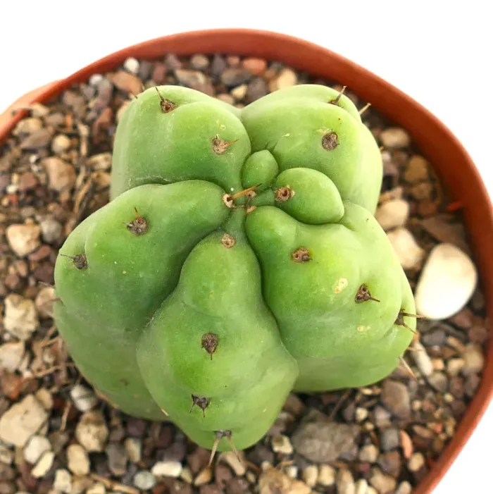 Trichocereus pachanoi FORM KIKKO - immagine 3