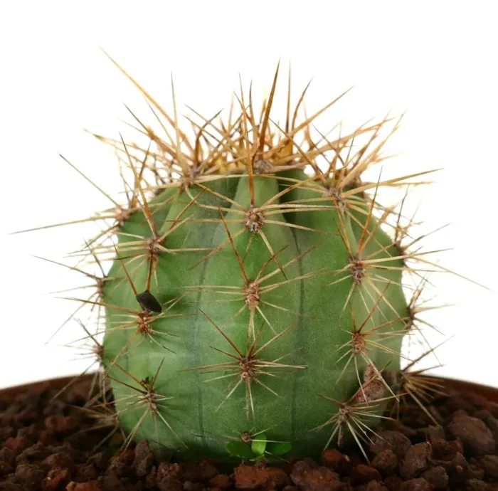 Trichocereus terscheckii - immagine 3