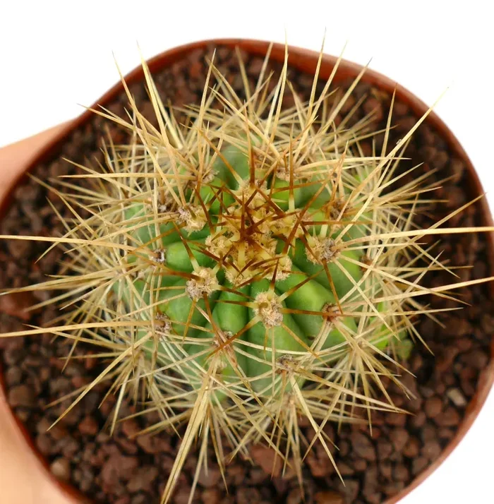 Trichocereus terscheckii - immagine 3