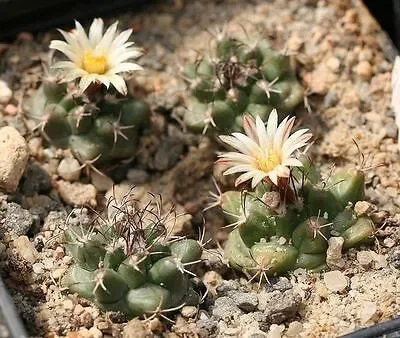 Turbinicarpus swobodae SEEDS Vendita online