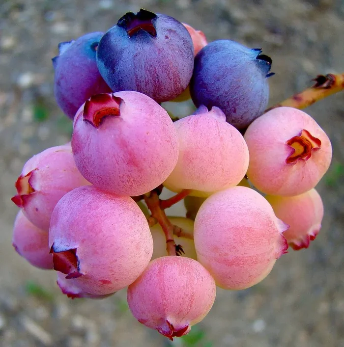 Vaccinium corymbosum PINK LEMONADE