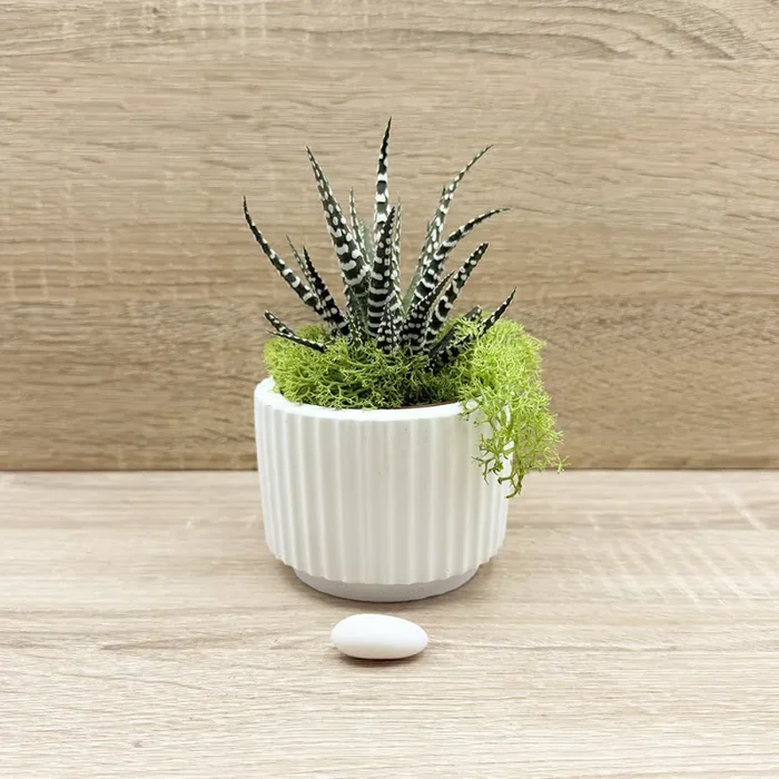 Vaso con Piantina e Muschio base Celeste Claraluna