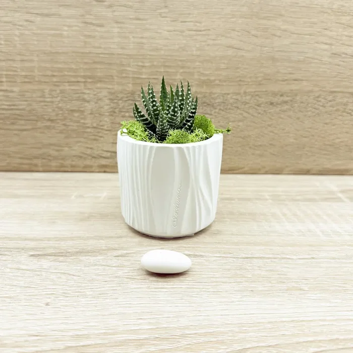 Vaso con Piantina e Muschio Claraluna