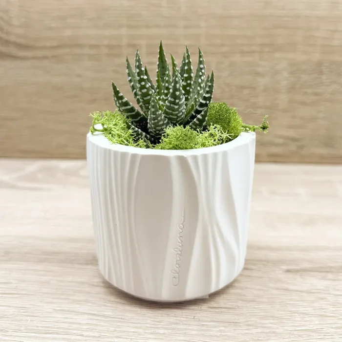 Vaso con Piantina e Muschio Claraluna - immagine 2