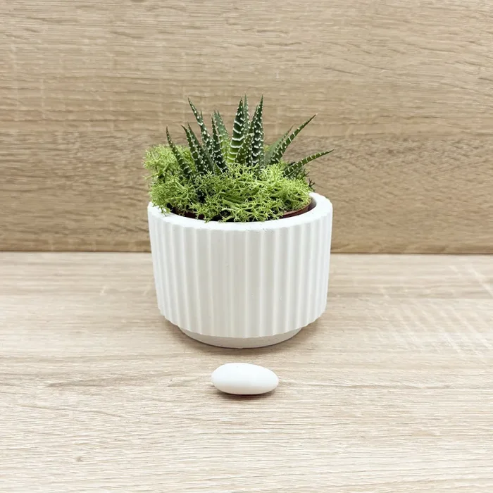 Vaso con Piantina e Muschio Claraluna In saldo