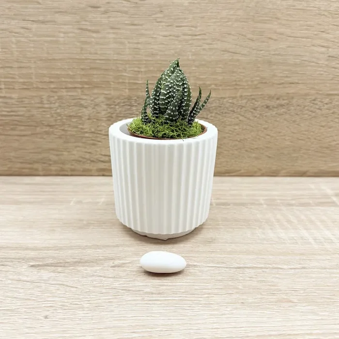 Vaso con Piantina e Muschio Claraluna