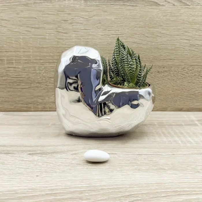 Vaso Cuore Argento con Piantina e Muschio Claraluna Vendita calda