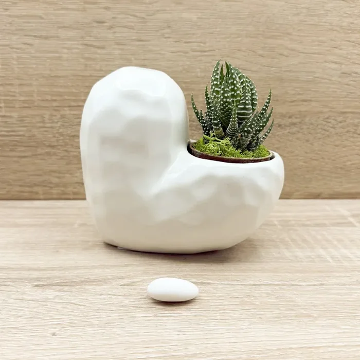 Vaso Cuore Bianco con Piantina e Muschio Claraluna