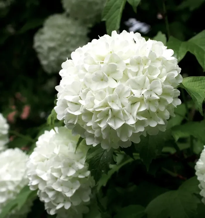 Viburnum opulus cv “ROSEUM” ball flowers Saldi